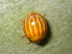 Bothrocalvia albolineata