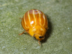 Bothrocalvia albolineata