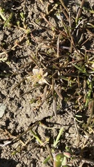 Ranunculus limosella