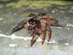 Orientattus hongkong