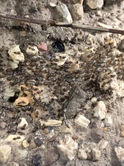Tenuirostritermes