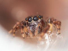 Orientattus hongkong