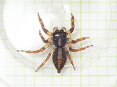 Orientattus hongkong