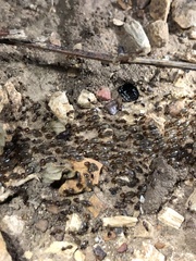 Tenuirostritermes