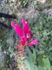Salvia involucrata