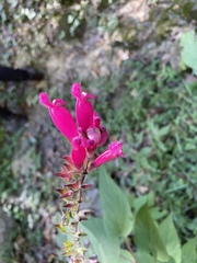 Salvia involucrata