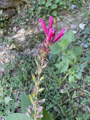 Salvia involucrata