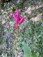 Salvia involucrata