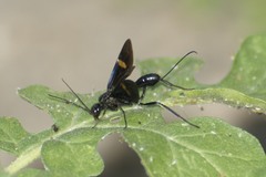 Pristaulacus fasciatus