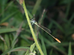 Agriocnemis femina