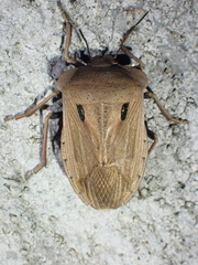 Chalcopis glandulosa