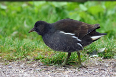 Gallinula chloropus