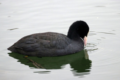 Fulica atra