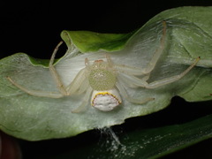 Massuria bellula