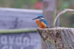 Alcedo atthis