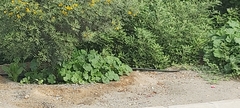 Malva parviflora