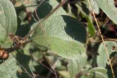 Terminalia phanerophlebia