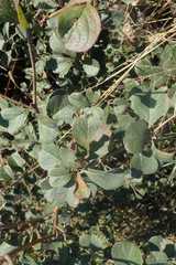 Terminalia phanerophlebia