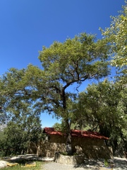 Quercus runcinatifolia