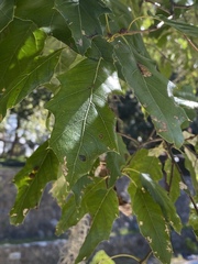Quercus runcinatifolia
