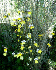 Nemesia anisocarpa
