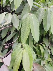 Sapindus mukorossi