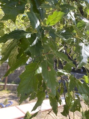 Quercus runcinatifolia