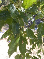Quercus runcinatifolia