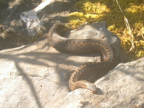 Vipera berus