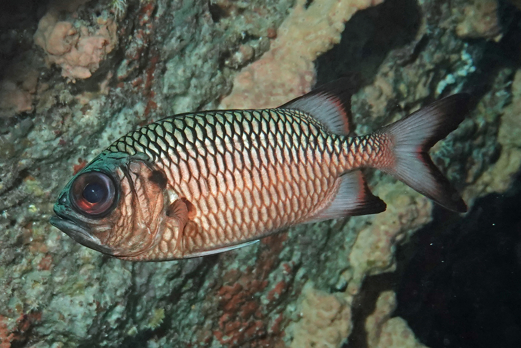 Shadowfin Soldierfish