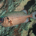 焦黑鋸鱗魚 - Photo 由 Alex Hoschke 所上傳的 (c) Alex Hoschke，保留部份權利CC BY-NC