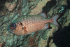 Shadowfin Soldierfish - Photo (c) Alex Hoschke, some rights reserved (CC BY-NC), uploaded by Alex Hoschke