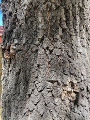 Quercus runcinatifolia