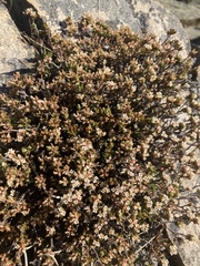 Pimelea notia