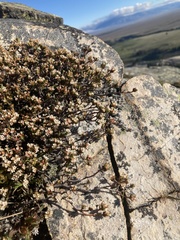 Pimelea notia