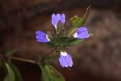 Cynarospermum asperrimum