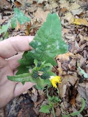 Sonchus oleraceus