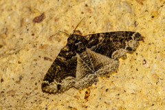 Pericyma atrifusa