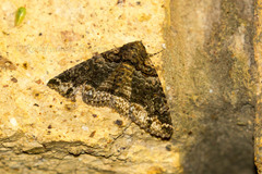 Pericyma atrifusa