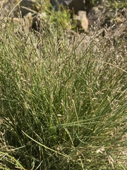 Poa colensoi