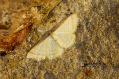 Heterostegane auranticollis