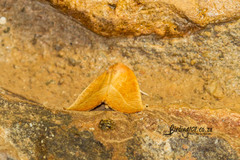 Terpnostola ardescens