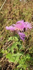 Centaurea phrygia carpatica