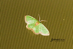 Neromia impostura