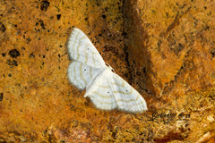 Scopula penultima