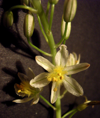 Bulbine foleyi