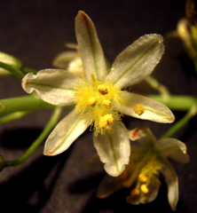Bulbine foleyi