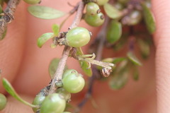 Coprosma parviflora