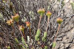 Drosanthemum uniondalense