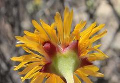 Drosanthemum uniondalense